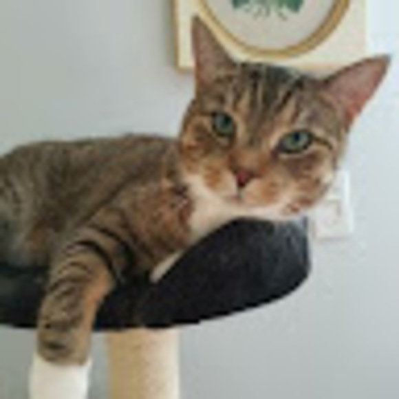 Meet your Posher, Tal - Picture 1 of 1